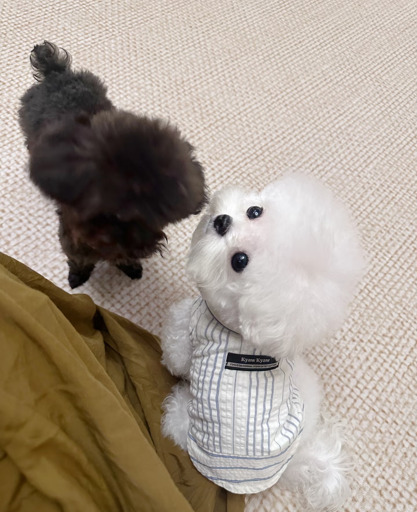 小体比熊